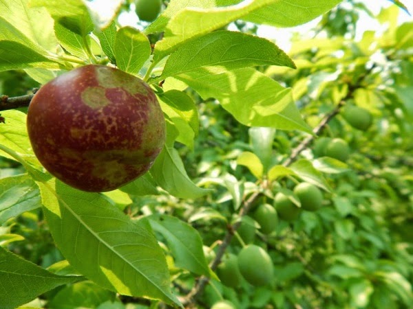 MỘC CHÂU HAPPY LAND