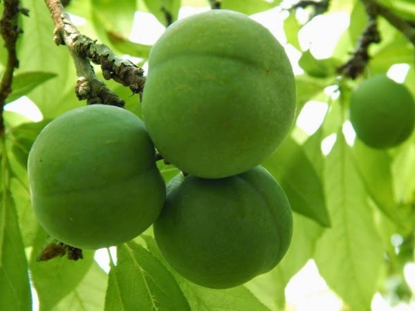 MỘC CHÂU HAPPY LAND