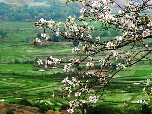 MỘC CHÂU HAPPY LAND