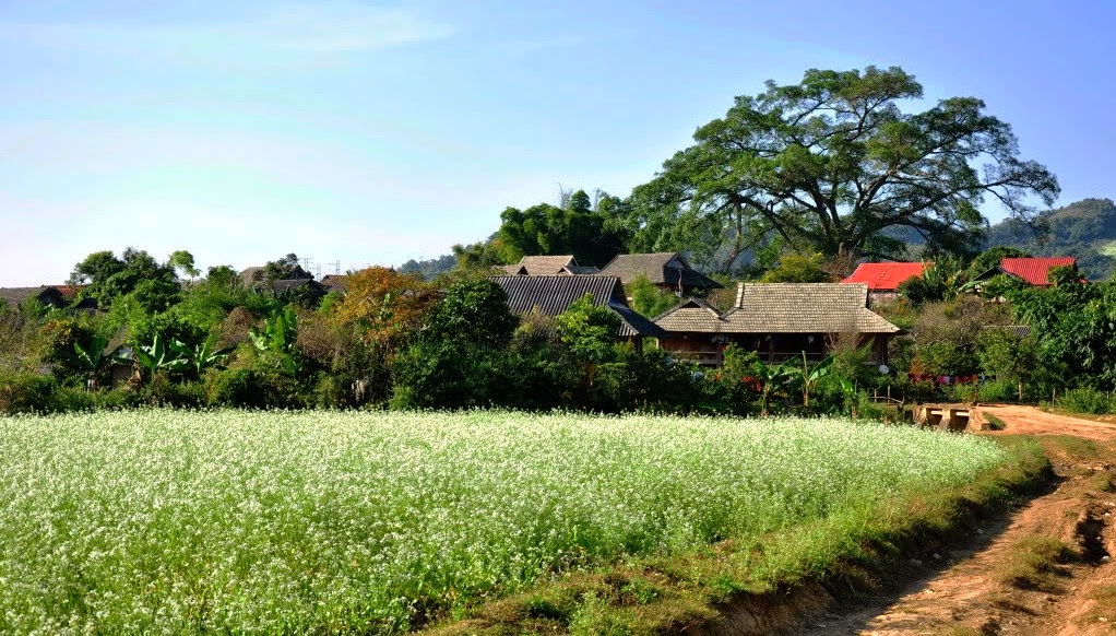MỘC CHÂU HAPPY LAND