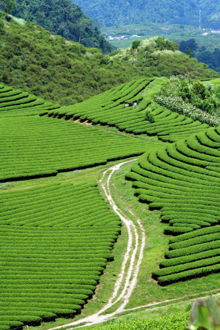 MỘC CHÂU HAPPY LAND