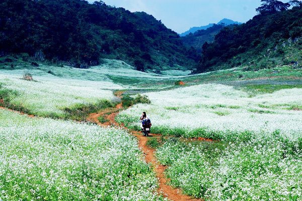 MỘC CHÂU HAPPY LAND