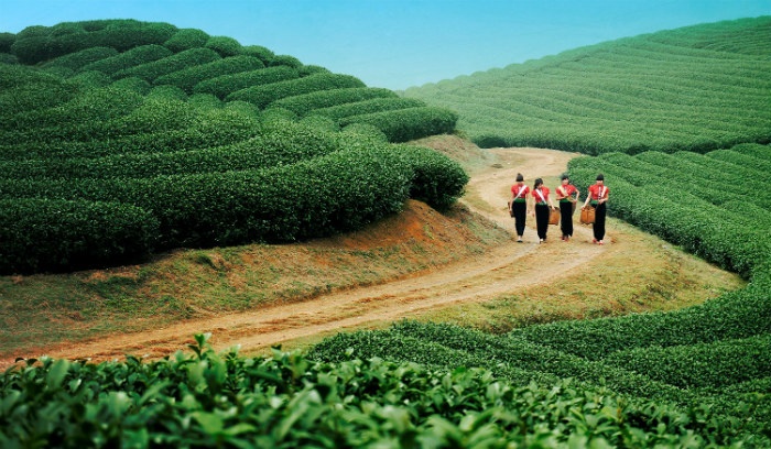 MỘC CHÂU HAPPY LAND