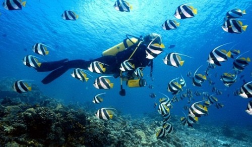 Tour lặn biển Hòn Mun