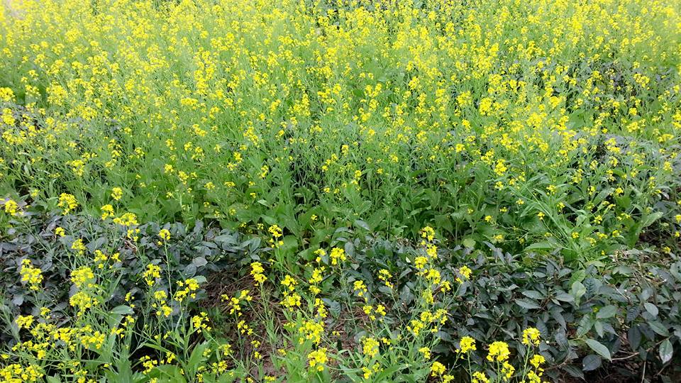 MAI CHÂU - MỘC CHÂU