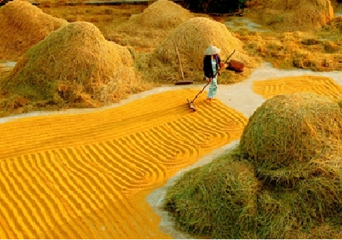 Đảo Bà Lụa – Rừng Trà Sư